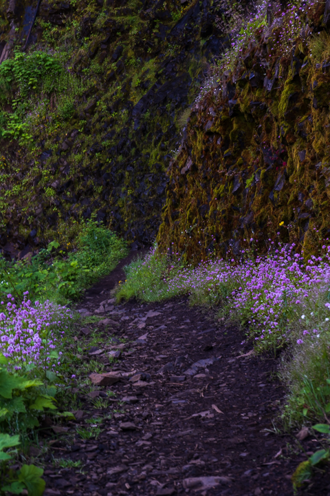Trail with purple flowers lining each side
