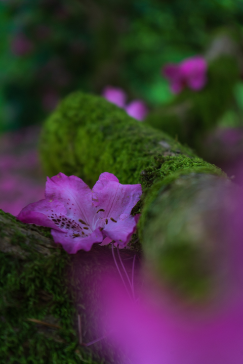 Purple flower on a mossy log
