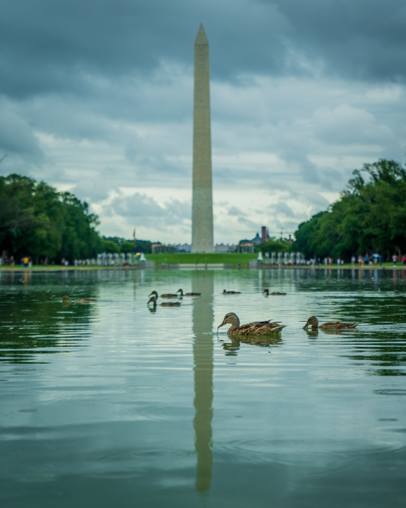 The Washington monument with ducks wading in the reflecting pool