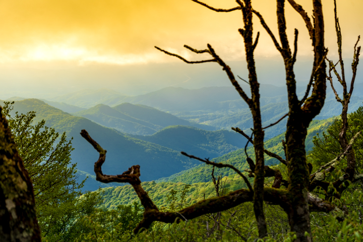 A mountain sunset framed through a trees branches